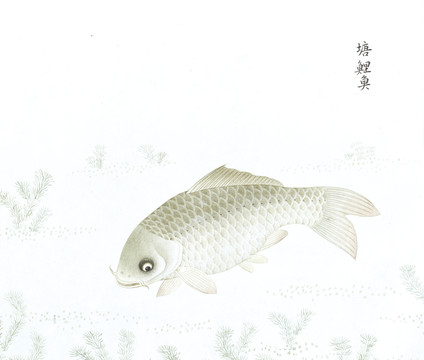 塘鲤鱼鱼国画海洋生物手绘