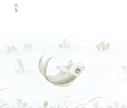 死鱼鱼国画海洋生物手绘