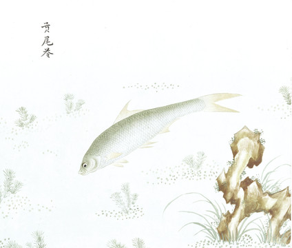 苓鱼鱼国画海洋生物手绘