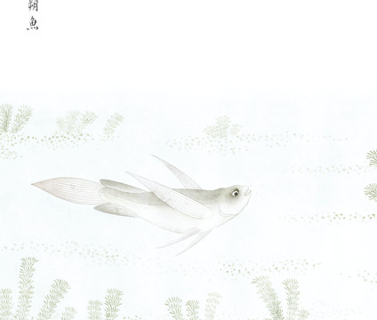 朔鱼鱼国画海洋生物手绘