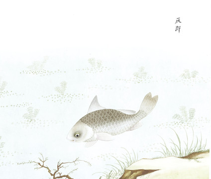 火鲫鱼鱼国画海洋生物手绘