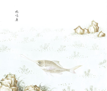 鸭嘴鱼鱼国画海洋生物手绘