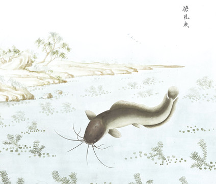 塘鲺鱼鱼国画海洋生物手绘