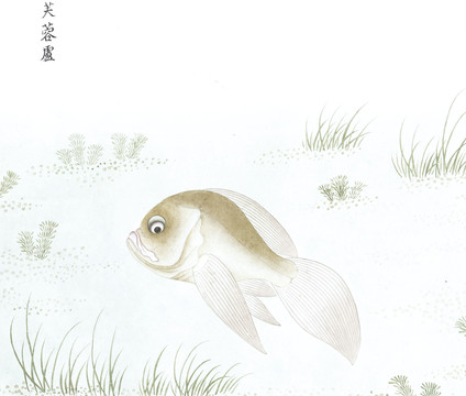 芙蓉鲈国画鱼海洋生物手绘