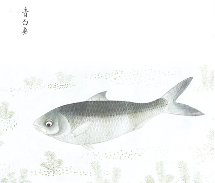 青白鱼国画鱼海洋生物手绘