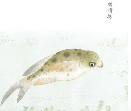 鸚嘴魚國(guó)畫魚海洋生物手繪
