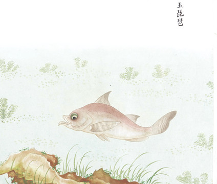 玉琵琶国画鱼海洋生物手绘