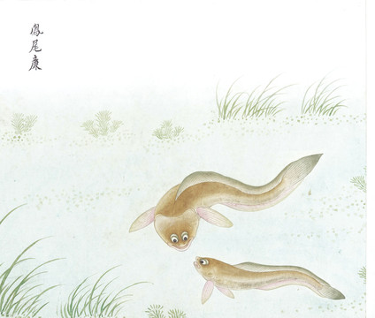 鳳尾鯰國畫魚海洋生物手繪