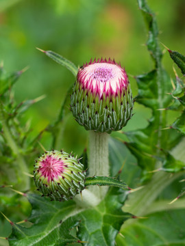 野生的菊科植物蓟