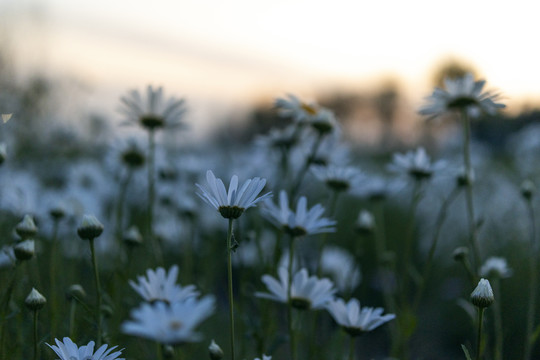 夕阳下美丽的洋甘菊白色的小菊