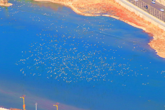拉萨河候鸟海鸥群
