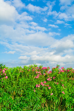 蓝天白云红花绿叶背景