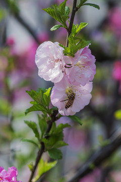 树枝上几朵愉叶梅花与蜜蜂