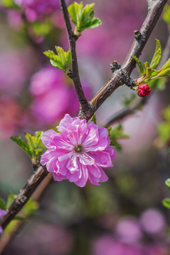 粗树枝头一朵盛开的愉叶梅花