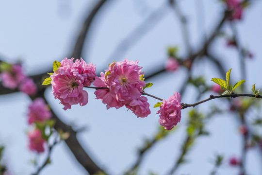 细树枝头上一团团愉叶梅花