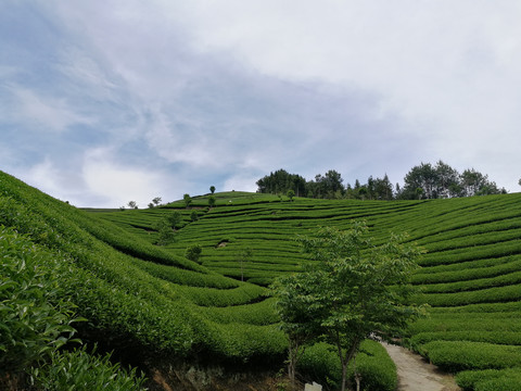 茶山