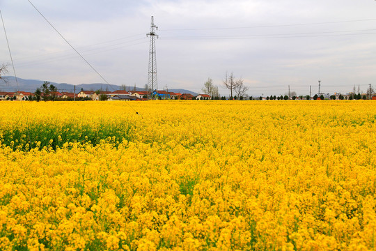 汉中油菜花