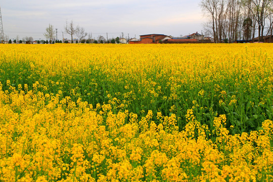 汉中油菜花