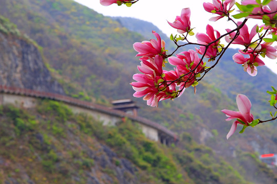 古栈道春花