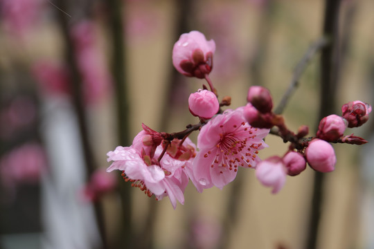 梅花