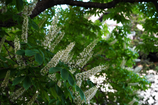 菩提花开