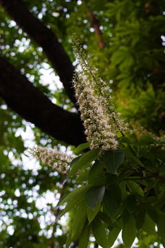 菩提花开