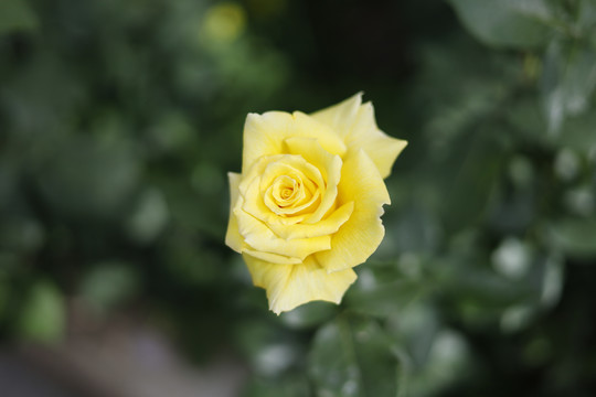 蔷薇科黄色花朵玫瑰花特写