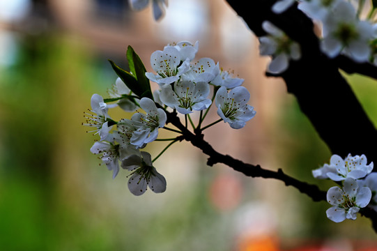 花卉