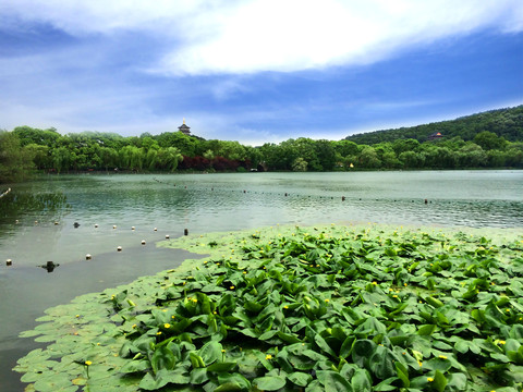 西湖莲花池