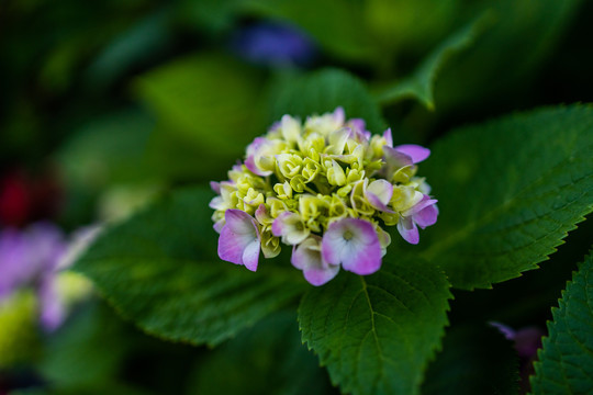 绣球花