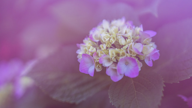 绣球花