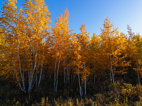 秋季金色白桦树林