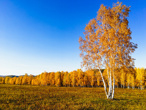 秋季白桦树白桦林蓝天傍晚暖光