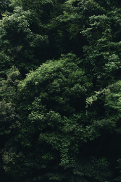 INS风绿植绿色背景