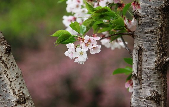 樱花