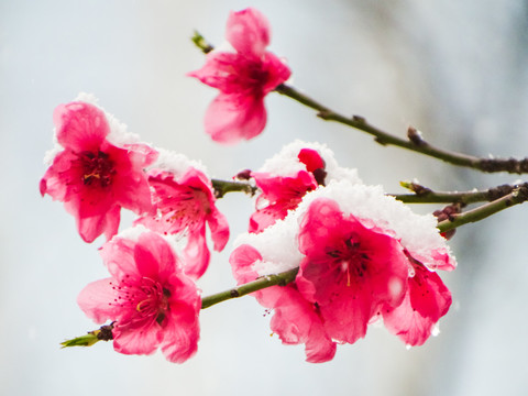 瑞雪桃花