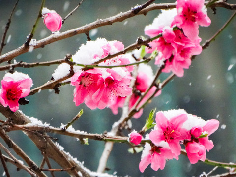 瑞雪桃花