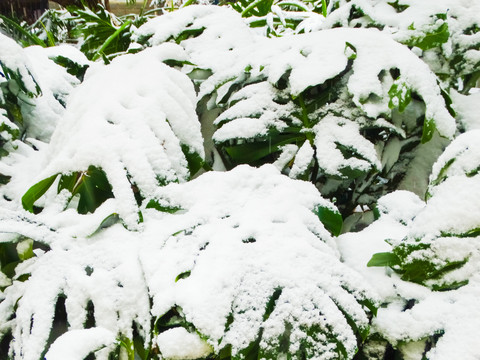 雪压植物