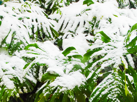 雪压植物