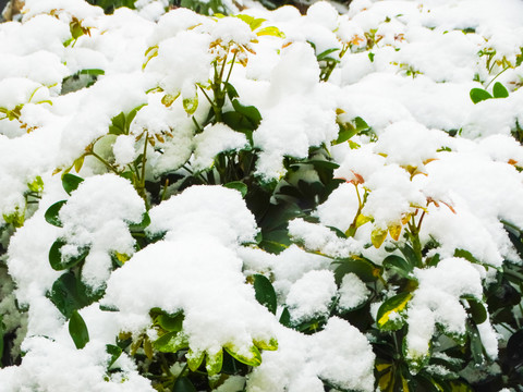 雪压植物