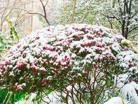 植物雪景