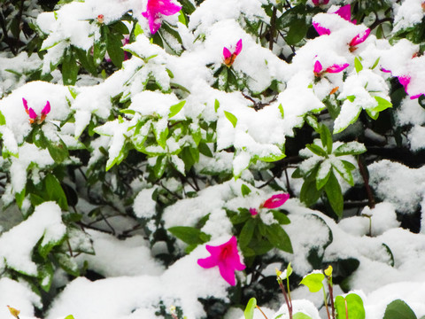 雪中植物