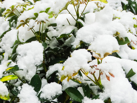 雪中植物