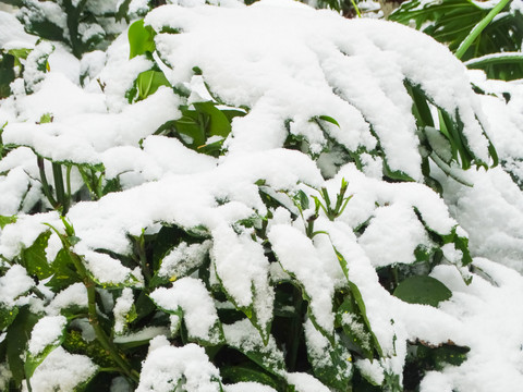 雪天植物