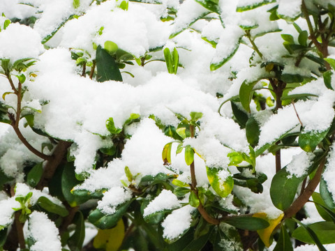 植物雪景