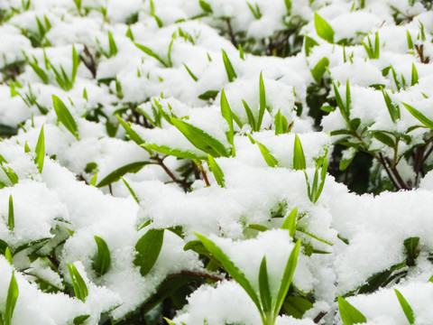 雪天植物