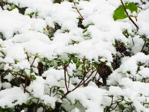 积雪植物