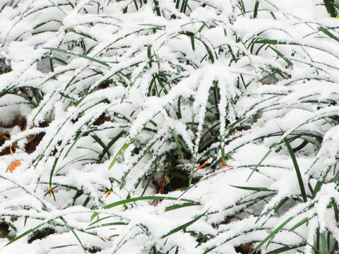 积雪植物