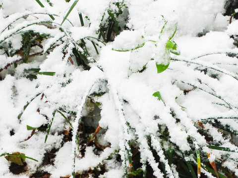 积雪植物