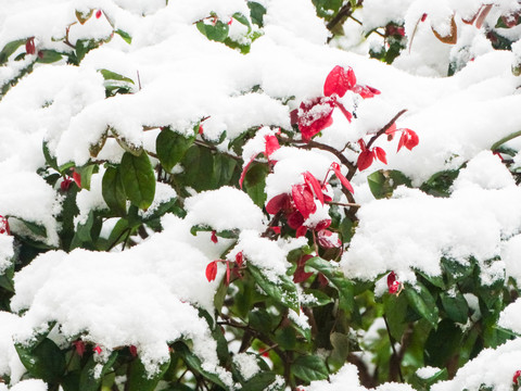 积雪植物